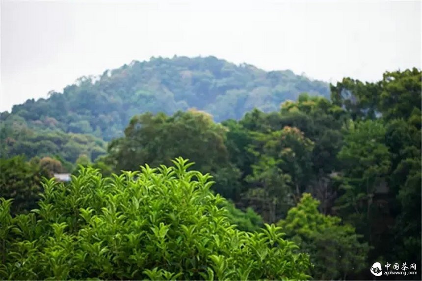 你認(rèn)為哪個(gè)山頭的普洱茶性價(jià)比最高？