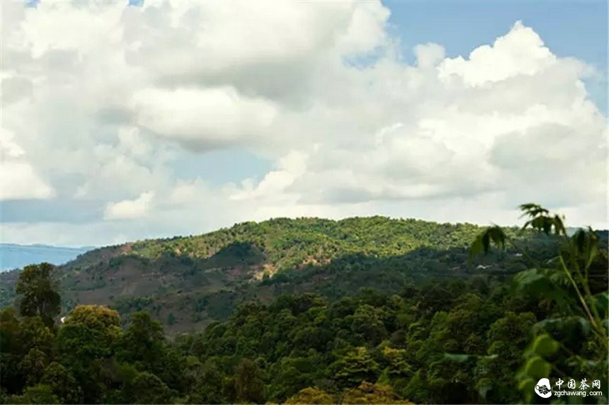 你認(rèn)為哪個(gè)山頭的普洱茶性價(jià)比最高？