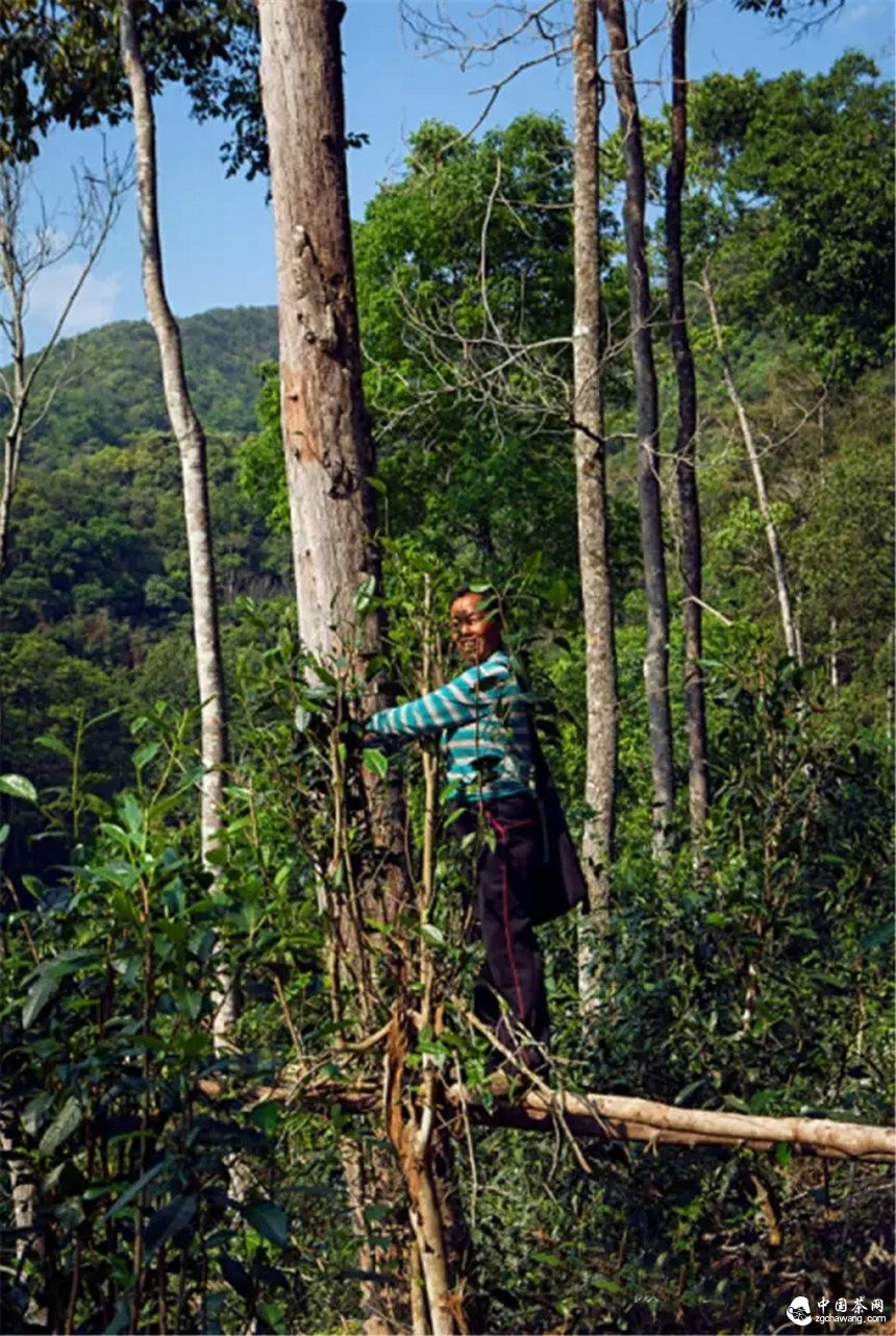 你認(rèn)為哪個(gè)山頭的普洱茶性價(jià)比最高？