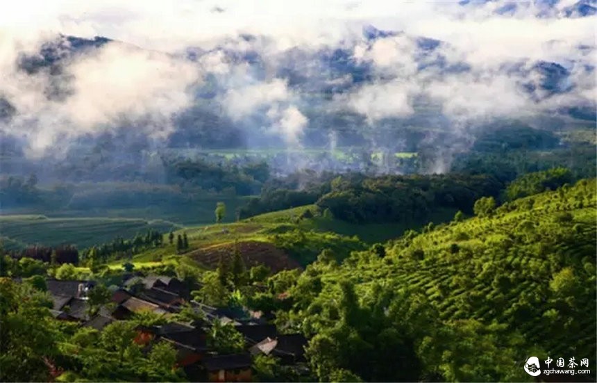 你認(rèn)為哪個(gè)山頭的普洱茶性價(jià)比最高？