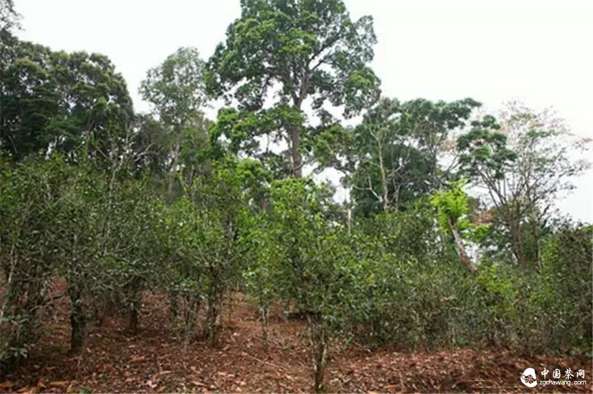 你認(rèn)為哪個(gè)山頭的普洱茶性價(jià)比最高？