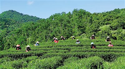 五指山水滿茶場。通訊員