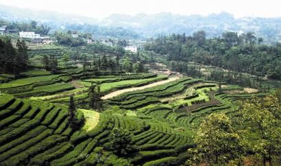 羊田鄉(xiāng)茶葉萬(wàn)畝億元示范區(qū)。
