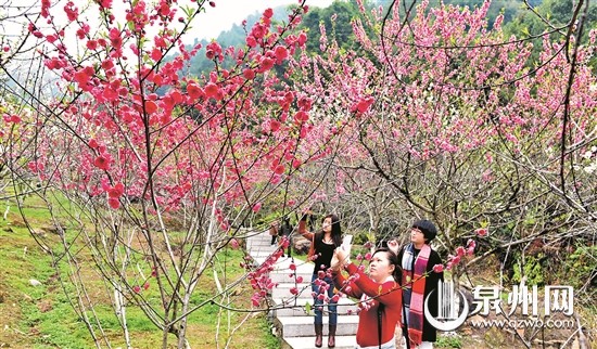 北溪桃花月底開 文旅節(jié)30日開幕 將有茶香歌舞表演