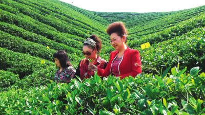 錢曉玲右一在茶山