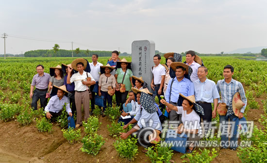 代表建議將茉莉花茶定為&ldquo;市茶&rdquo;　推動產(chǎn)業(yè)園建設