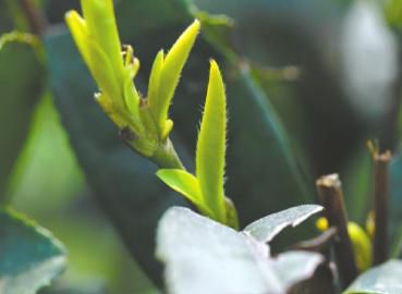 宜賓早茶