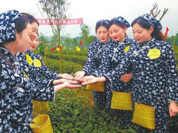 宜賓早茶開園采摘