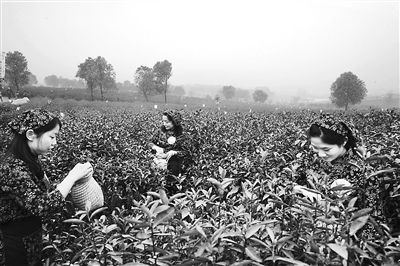 日前，安徽省馬鞍山市含山縣在清溪鎮(zhèn)含眉茶場舉行第三屆鄉(xiāng)村旅游季啟動儀式暨第三屆采茶節(jié)開幕式。眾多游客前來觀看&ldquo;最美茶姑&rdquo;評選初賽暨茶文化主題演出，參加含眉茶博園春茶開采儀式，體驗采茶、制茶和品茶。