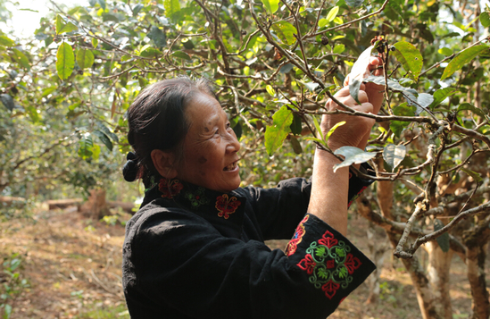 瀾滄古茶&ldquo;茶媽媽&rdquo;杜春嶧