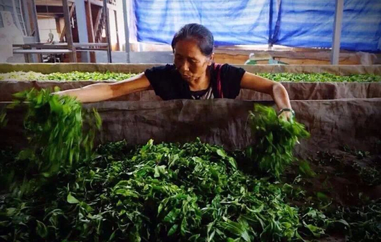 &ldquo;茶媽媽&rdquo;正在選茶