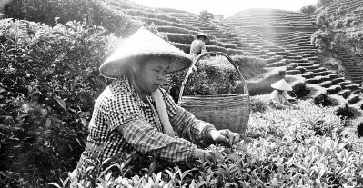 平南縣仙臺茶協(xié)會科普惠農(nóng)架起綠色致富橋