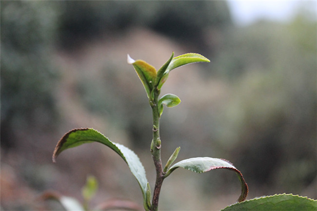 廬山云霧茶主要茶區(qū)海拔都在800米以上