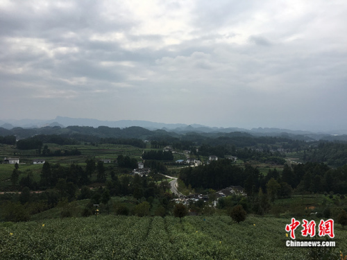 湄潭縣茶園 婁曉攝