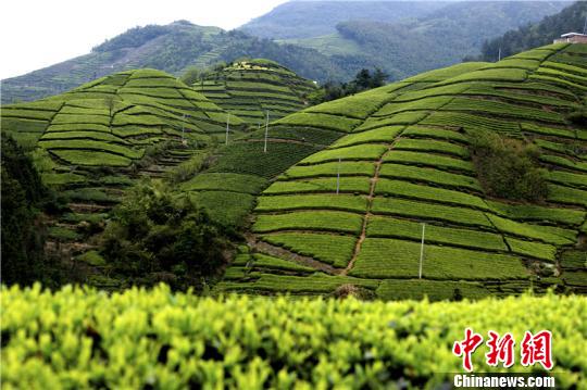 中國茶市臨&ldquo;寒冰期&rdquo;政企聯(lián)動推動業(yè)態(tài)創(chuàng)新（圖）