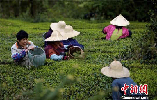 圖為春茶采摘?！￡惥?攝