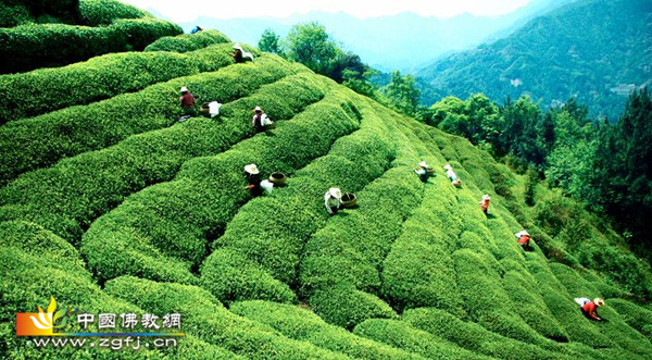 國(guó)際禪茶文化節(jié)11月舉行 促兩岸茶文化交流
