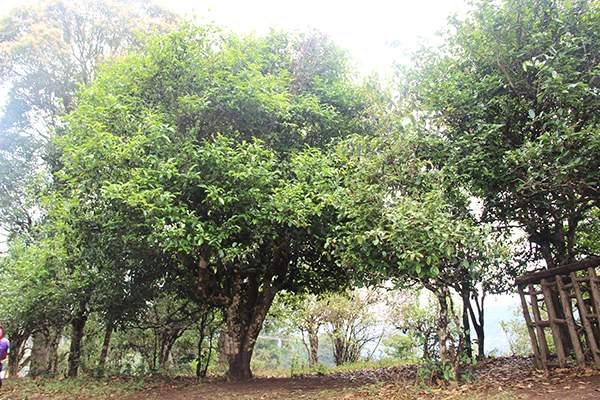 2017云南春茶行情播報：你愛的古樹茶發(fā)芽了嗎？