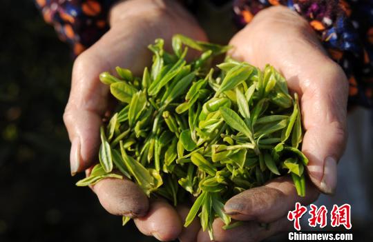 一年之中品質(zhì)最好的廬山云霧茶“明前茶”開始進入市場?！『鷩帧z