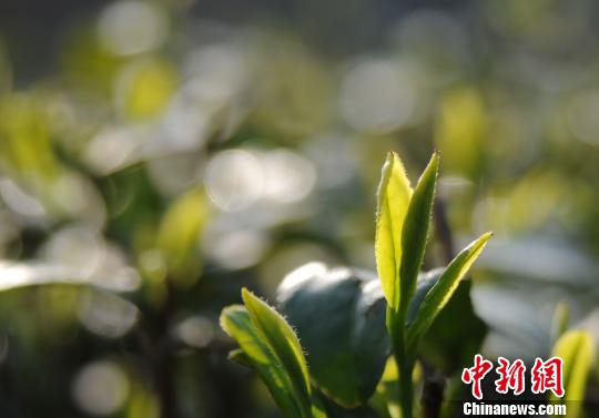 今年以來，受持續(xù)陰雨影響，廬山云霧茶產(chǎn)區(qū)春茶開采期較往年有所推遲?！『鷩帧z