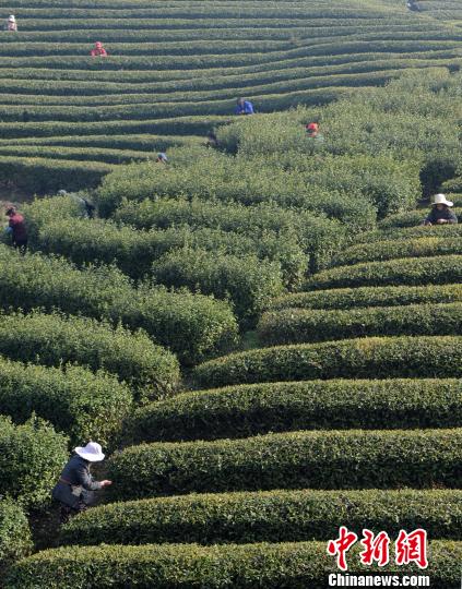 采茶工在江西省廬山北山茶廠種植基地采摘廬山云霧“明前茶”。　胡國林　攝