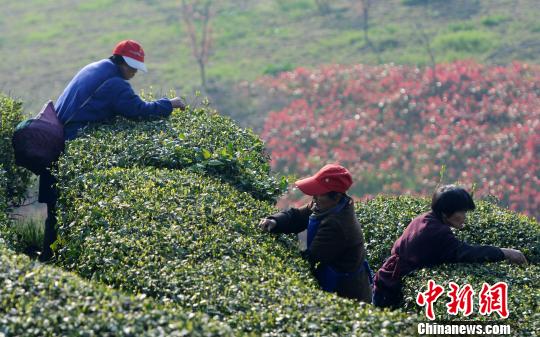 清明臨近，廬山云霧茶種植基地開始大規(guī)模采摘春茶?！『鷩帧z