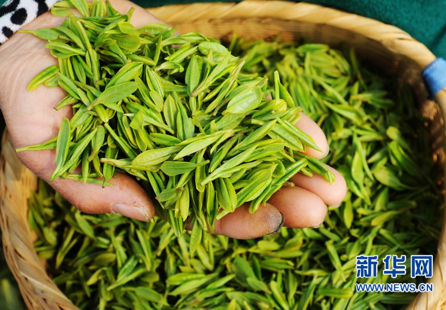 河南內(nèi)鄉(xiāng)：萬(wàn)畝茶園搶采“明前茶”