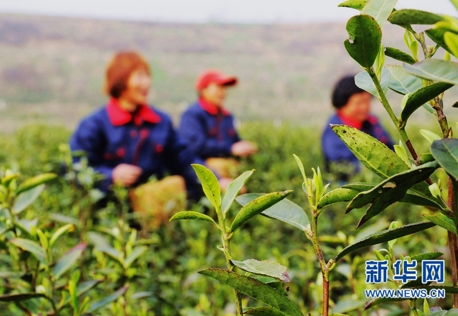 河南內(nèi)鄉(xiāng)：萬(wàn)畝茶園搶采“明前茶”