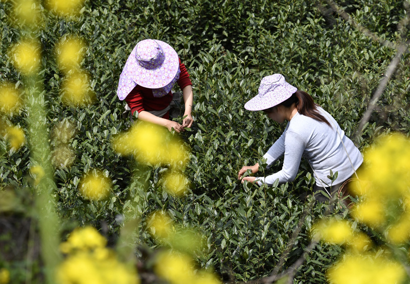 3月31日，甘肅省隴南市文縣碧口鎮(zhèn)水蒿坪村茶農(nóng)在采摘明前茶。