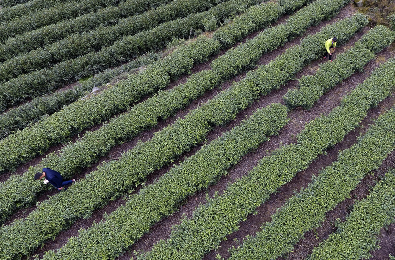 3月31日，甘肅省隴南市文縣碧口鎮水蒿坪村茶農在采摘明前茶。