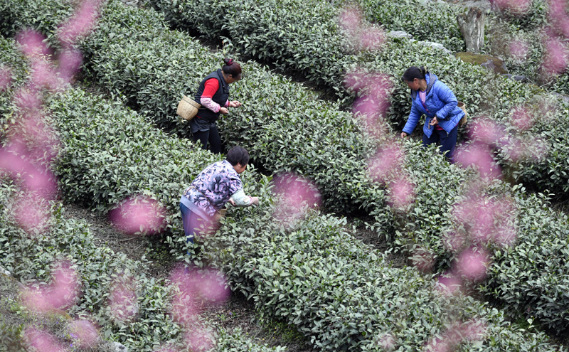 3月31日，甘肅省隴南市文縣碧口鎮水蒿坪村茶農在采摘明前茶。