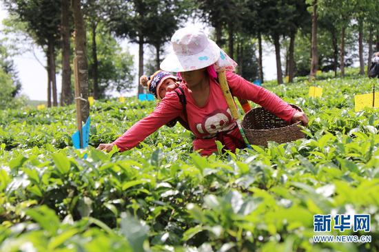 茶農在有機茶園內采摘春茶（新華網(wǎng)羅春明/攝）