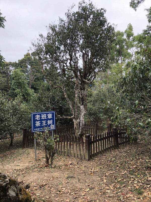 從300元漲到30000元，資本炒作炒高了茶價，炒枯了茶樹！普洱茶何時才能回歸本味？