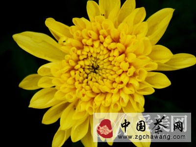  清肝明目降血壓 淡雅菊花養(yǎng)生功效強大 