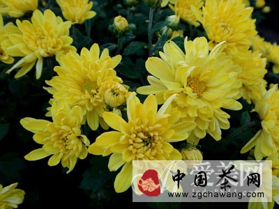  清肝明目降血壓 淡雅菊花養(yǎng)生功效強大 